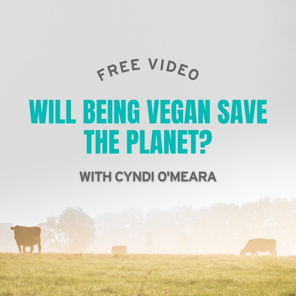 header image; video cover
