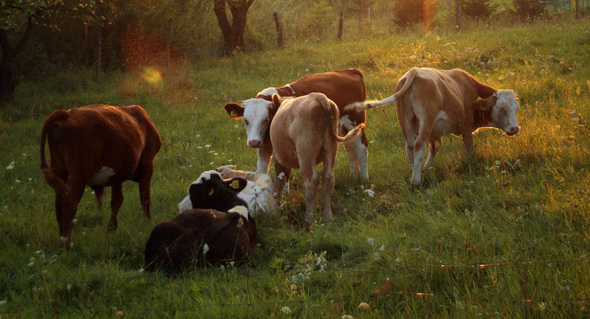BIODYNAMIC