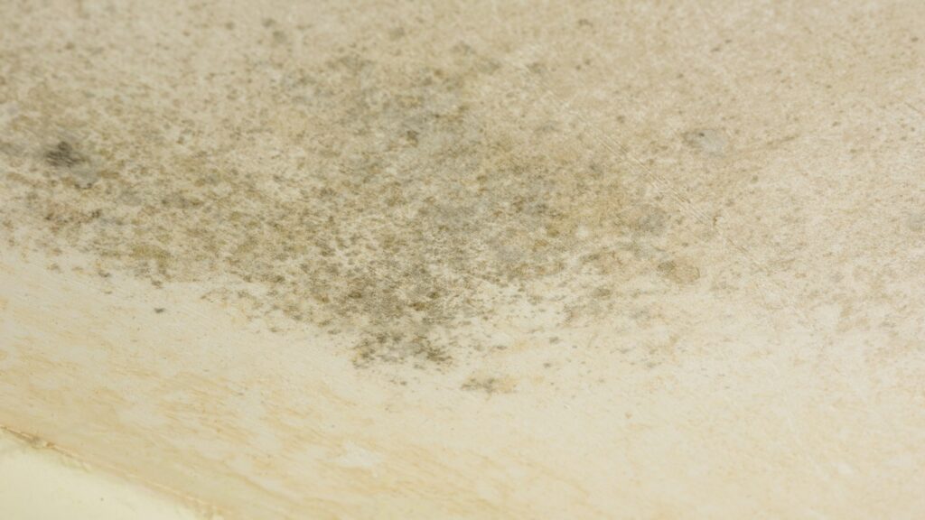 mould