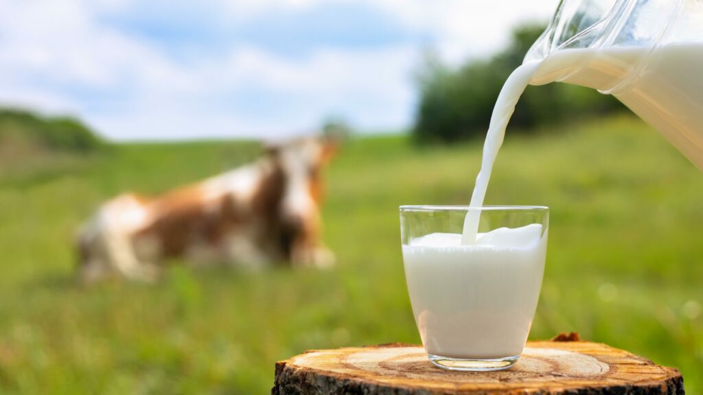 Milk being poured with a cow in the background