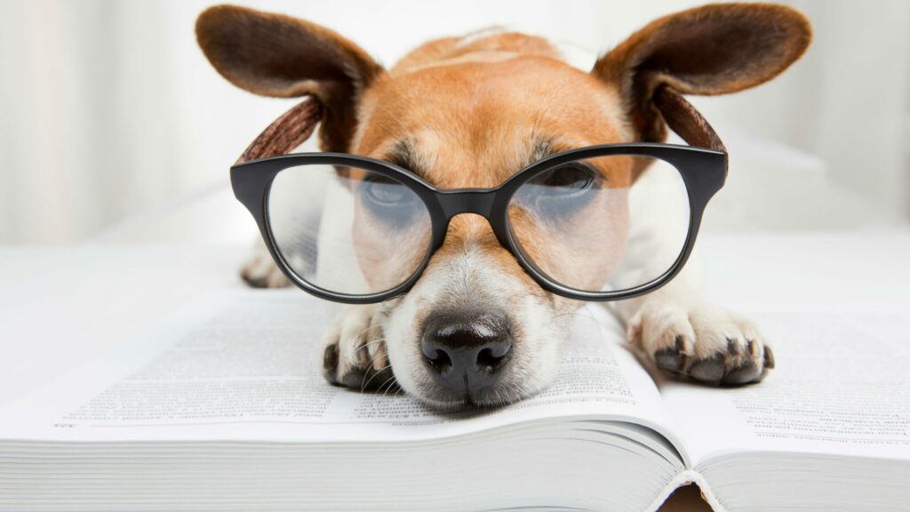 header image; dog in glasses